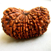 14 face rudraksha  beads hyderabad